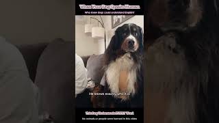They understand English WAY too well… 😭🐶#dogs #funnydogs #dogsoftiktok #dogreaction