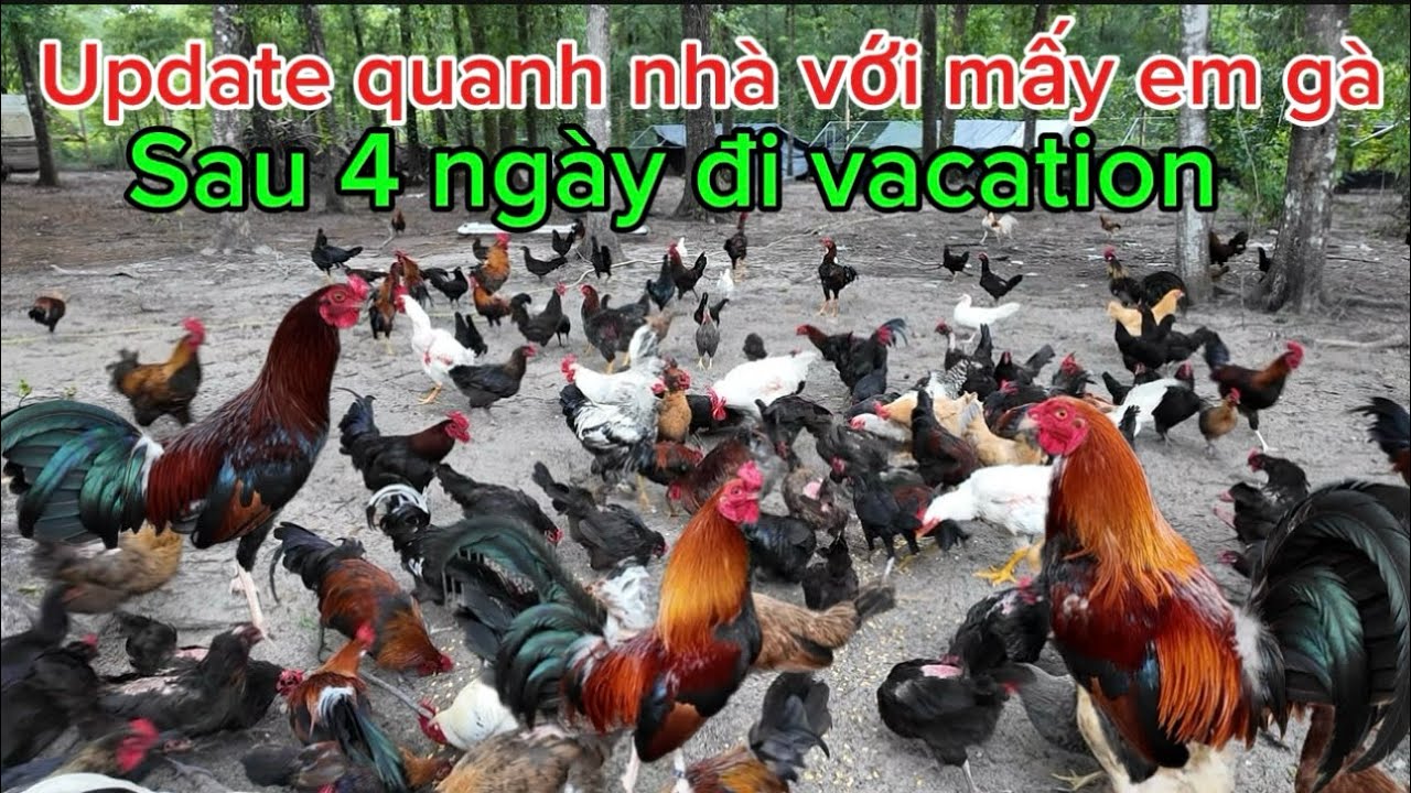 Update quanh nhà với mấy em gà, sau 4 ngày đi vacation