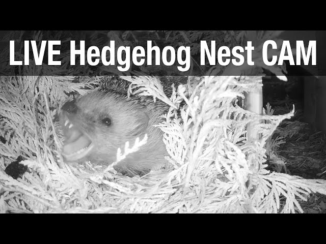 LIVE Hedgehog Nest Box Cam - Uplengen (Lower Saxony)
