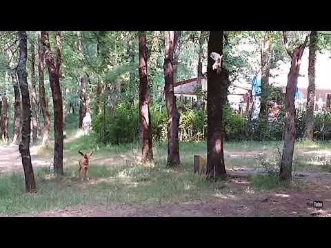 Vidéo: En Ukraine, Dans Le Village De Novotroitsky, Les Renards Ont Disparu, Les Chats Et Les Chiens Disparaissent - Vue Alternative