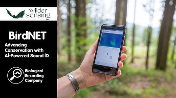 BirdNET: natuurbehoud bevorderen met AI-aangedreven geluidsidentificatie