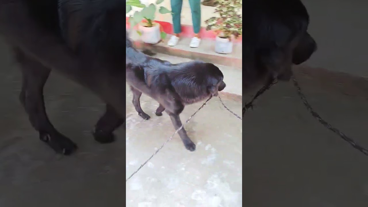 MoWgLi 114 | PLAYTIME 