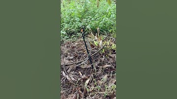 Béc G5 cải tiến có van cho sầu riêng