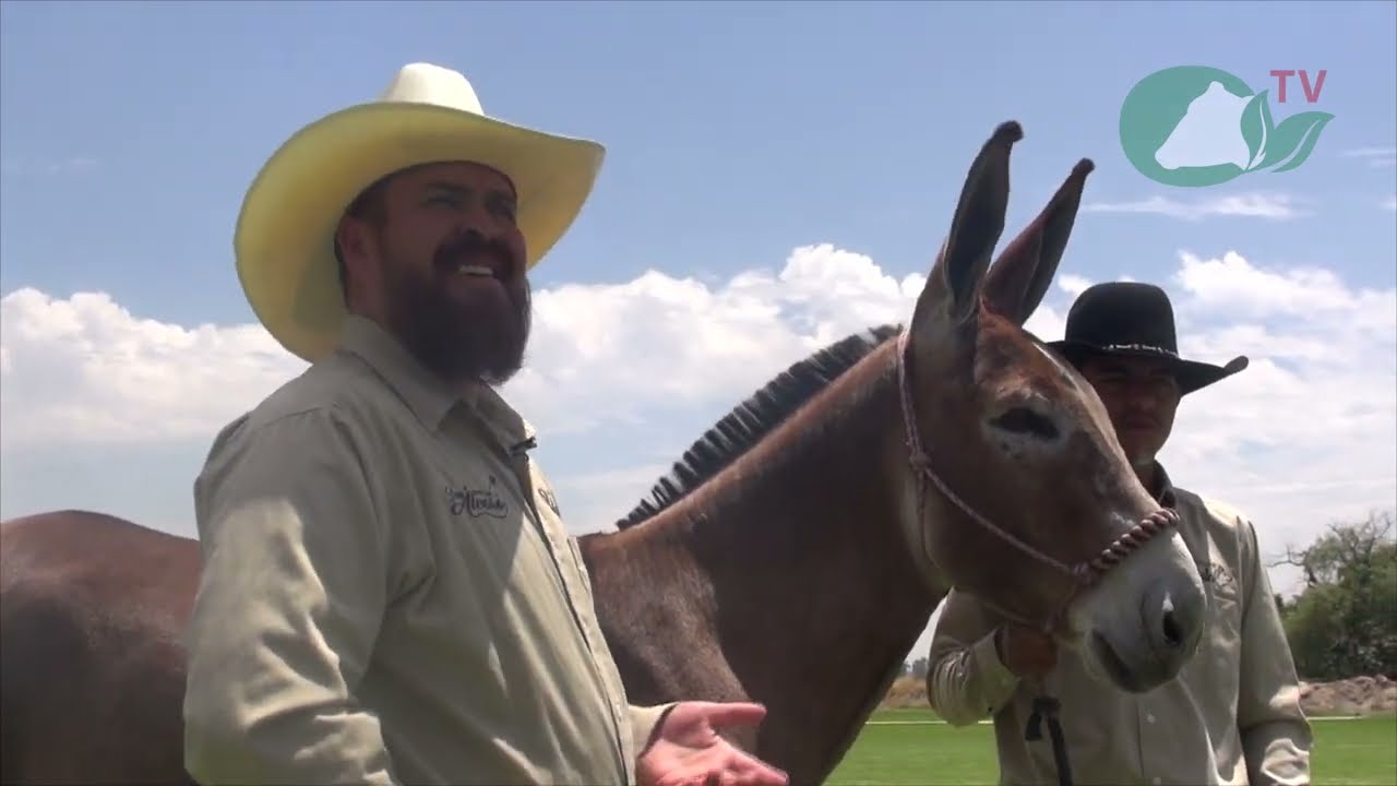 P235 Burrada San Alvaro, por la excelencia en burros y mulas.