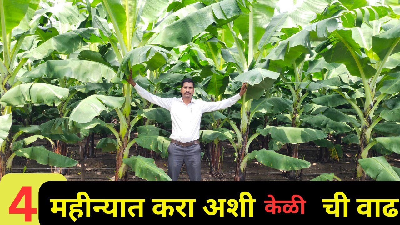 4महिन्या पर्यंत करा अशी केळी ची वाढ | केळी ची वाढ करण्यासाठी बघा हा संपूर्ण व्हिडिओ