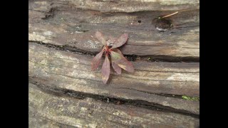 Arbutus trees growing in Driftwood on the beach
