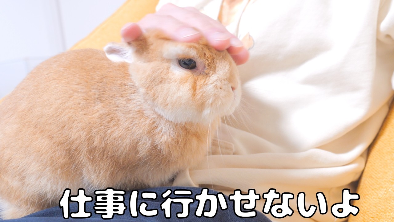 Rabbit cuddled on my stomach this morning and made it too hard to