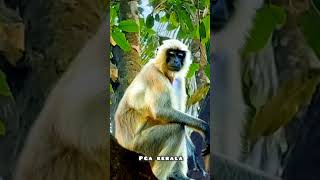 A single langur arrived in my village. monkey. Langur. Langoor. Macaca. Macaco. Macaque. Bandar