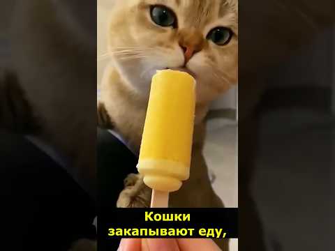 Почему у кошек такие странные привычки?И еще 5 фактов, которые вас удивят! #wowfacts #Кошки #факты