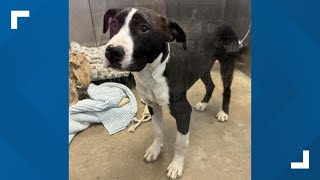 Dog abandoned by owner in York County SPCA parking lot