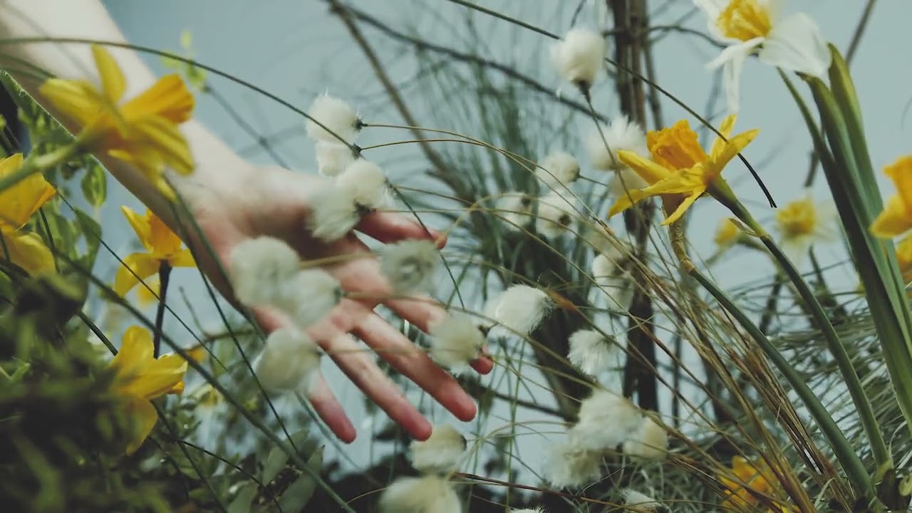 Watch WABI SABI - blossom on YouTube Watch WABI SABI - blossom on YouTube