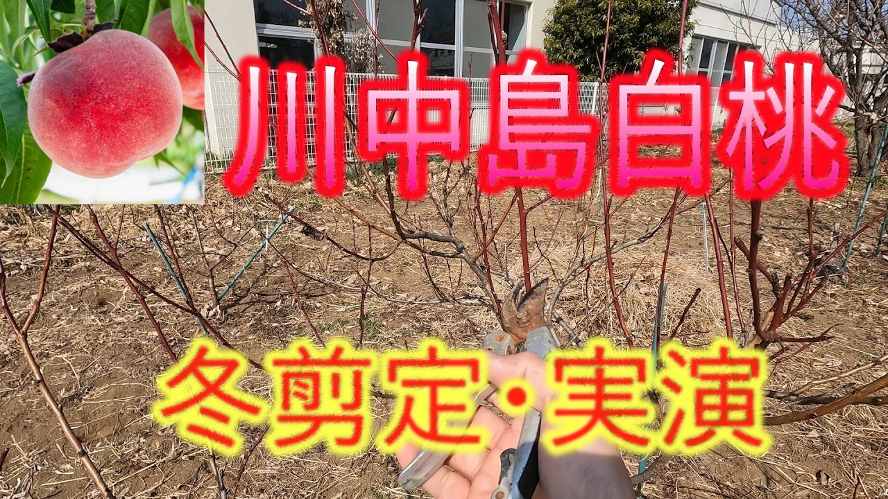 【川中島白桃】冬剪定・実演　26/3/4