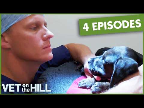4 Full Episodes Of Dr Scott Miller! | Bondi Vet UK