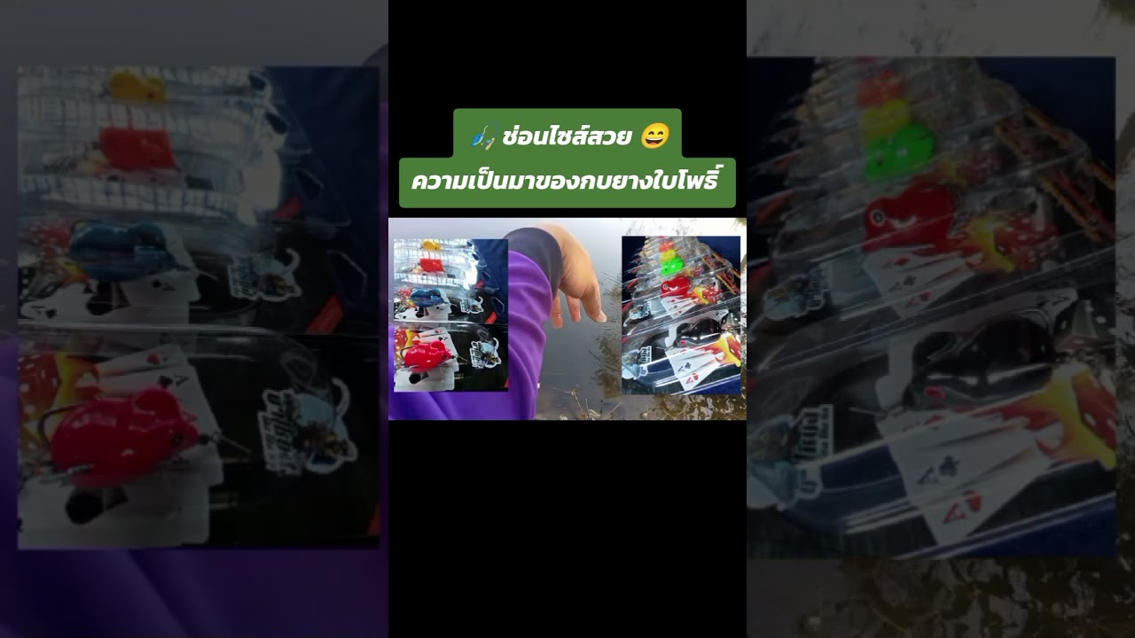 🎣 ช่อนไซส์สวย 😄 และความเป็นมาของกบยางใบโพธิ์ 