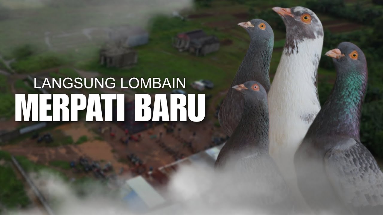 MERPATI BARU LANGSUNG IKUT LOMBA!!!