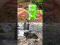 Learn Animal Names for Kids at the Stream: Leopard Fox Dog Bear Lorikeet