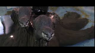 Otter Yawning