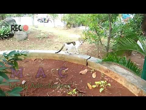 kucing kehilangan temannya 😿#catlover #mang212 #frenblack #cat #fypシ @Mang Ade channel