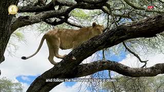 Why do lions climb Trees?