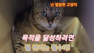 깔끔한 고양이 깔끔한 고양이
