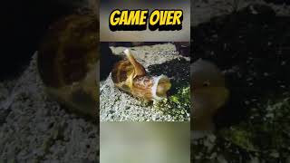 Cone Snail: The Deadly Animal That Kills in Minutes 💀🐚