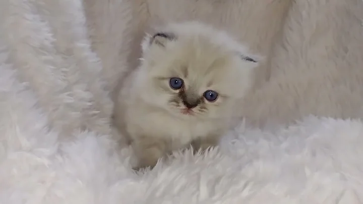 Watch the video about CFA Chocolate Point Persian Himalayan (red collar) Kitten born on 5-10-23