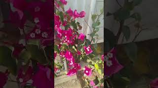 Download Lagu #subhanallah #alhamdulillah #lailahaillallah #allahuakbar #shorts MP3