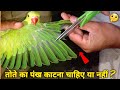 तोते का पंख काटना चाहिए या नहीं ? || How to Trim Parrot Wings #birdscareandinfo