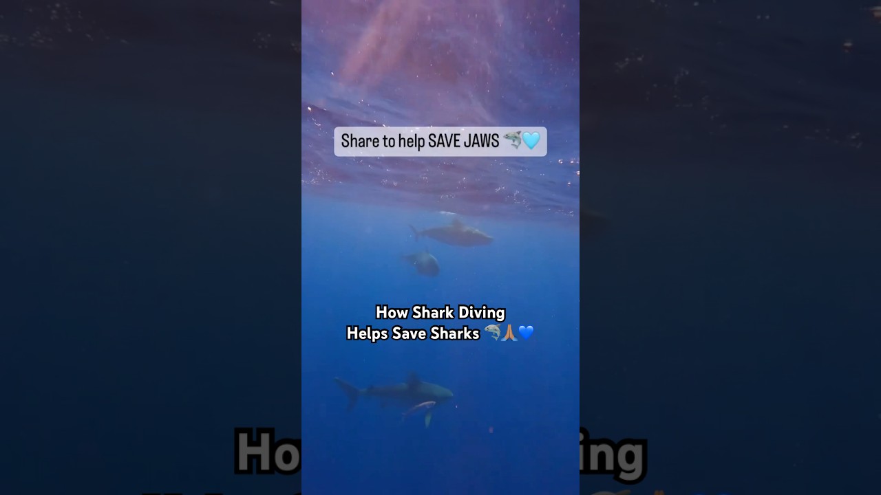 Incredible Shark Dive Experience w/ 