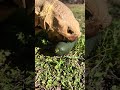 #turtle #petlover #asmr #asmrsounds #trending #love #tortoise #cuteanimals #sulcatatortoise
