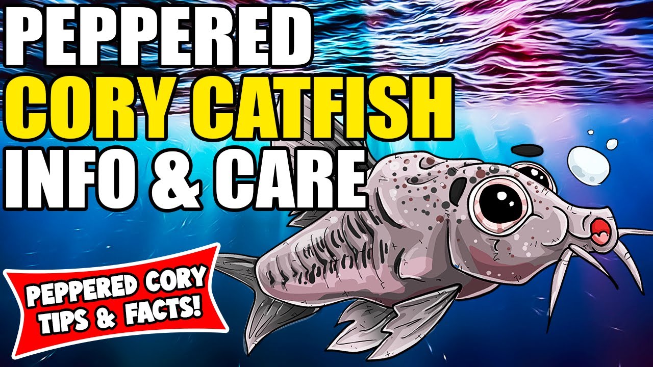 Peppered Cory Catfish