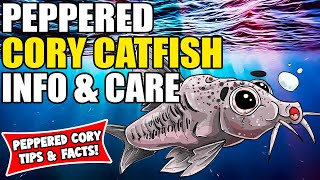 Peppered Cory Catfish | Peppered Cory Catfish Care And Info | Corydoras Catfish Care Guide!