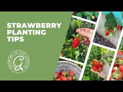 वीडियो: स्ट्रॉबेरी प्लांट का नवीनीकरण कब करें - स्ट्रॉबेरी के नवीनीकरण के लिए टिप्स