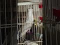 Encontró un juguete nuevo jeje #loros #ninfas #cacatua #amazonas #aestiva #cockatiel #comedy #reflex
