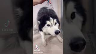 Husky with head massager | Cute Pet City #shorts