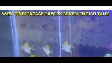 3 Ways To Increase OXYGEN in FISH TANK WATER. Every Fish Keeper Must Know.