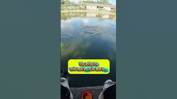 Mini cần câu – Cá to bay mất 😱🎣 #shorts