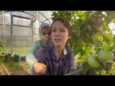 Видео: НАКОНЕЦ ВСЁ! Итоги огородного сезона