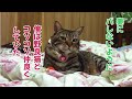 ｟猫のほのぼのする話🐟｠妻にバレないように俺は、野良猫とコソコソ仲良くしていた。