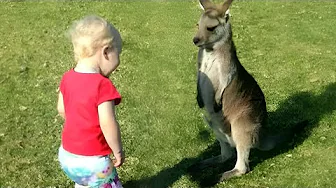 Little Girl Was Going Crazy Over The Kangaroo This Is What She Did When She Met Him In Real Life