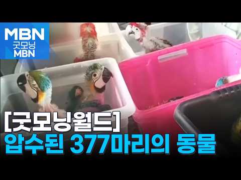 [굿모닝월드] 압수된 377마리의 동물 [굿모닝 MBN]