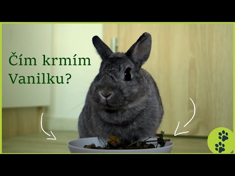 Video: Jedí kočky rády králíky?