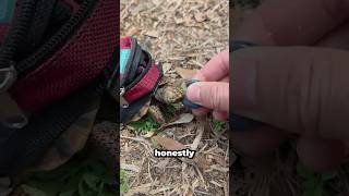 People Couldn’t Stop Watching This Backpack Tortoise 🐢 #shorts