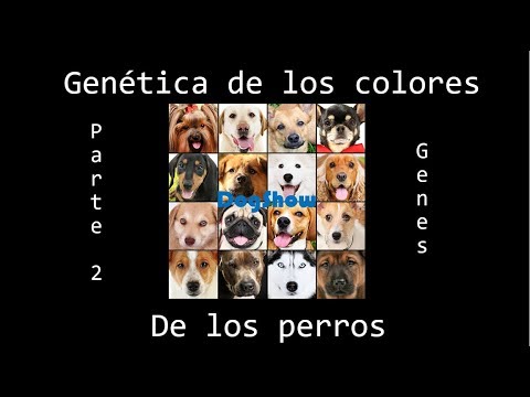 Video: ¿Pueden los perros de dos colores tener cachorros negros?