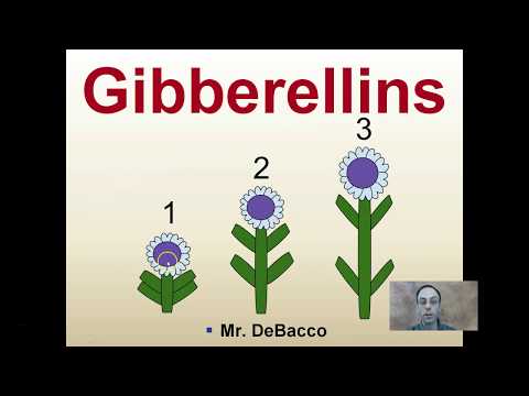 Video: Gibberellins ni nini na zinaundwa wapi?
