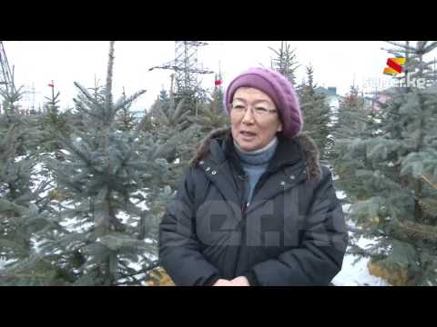 Жаңы жылга карата үйүңүзгө табигый балаты орнотуңуз