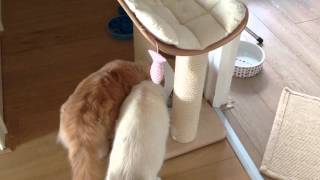 Surefeed problem 2 Wealth