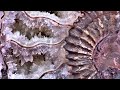 Calcified Ammonite & Cracking Rocks | Fossil Hunter