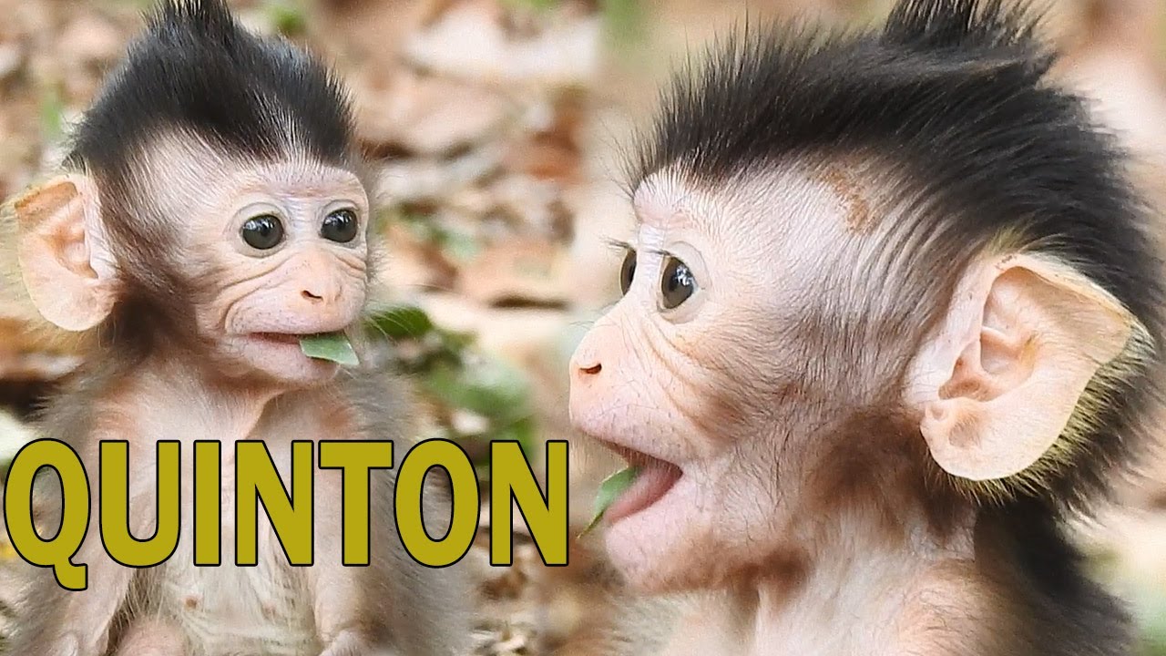 Best ...REACTION...! QUINTON BABY MONKEY