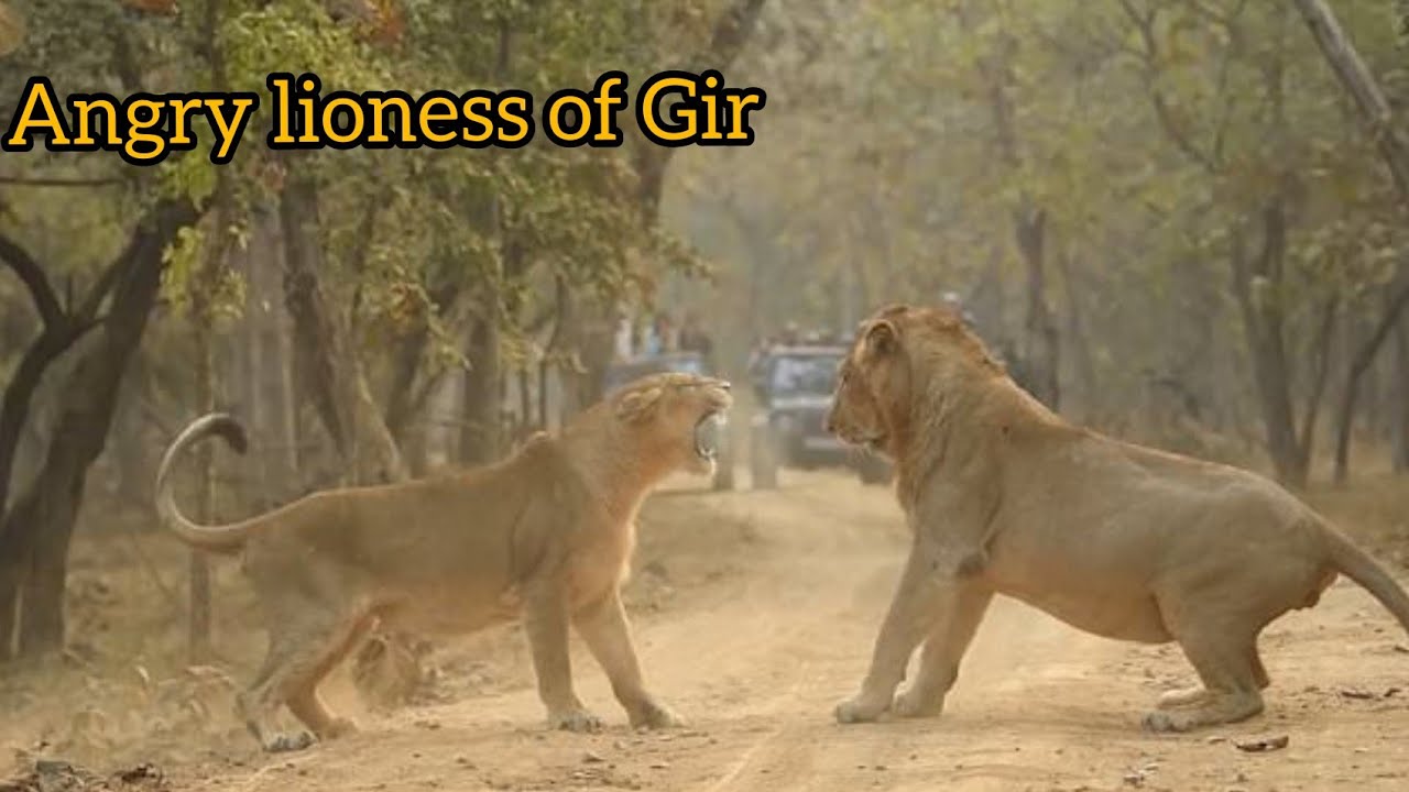 Angry Lioness of Gir | Fight of Lion and Lioness during Safari | Fighting of Matting Couple of Gir
